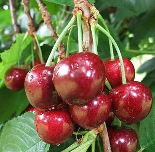 Cherries-SandraRose thumbnail